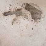 Carpet cleaning result from Carpet Guru 12